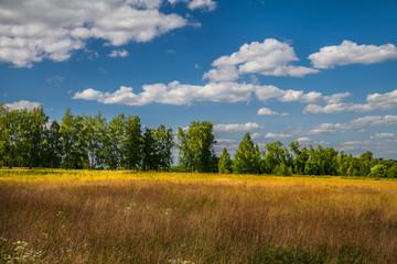 Летний луг с желтыми цветами и деревьями