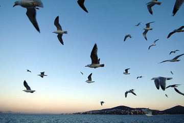 Seagulls flying