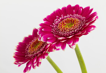 Pink gerbera flowers islolated on white background