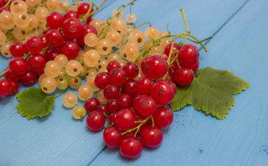 red and white currants on a blue board