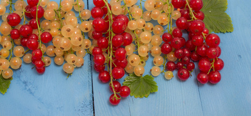 red and white currants on a blue board