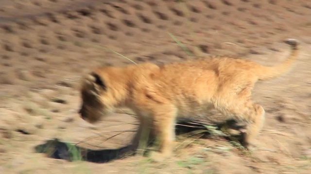 Lion cub on road