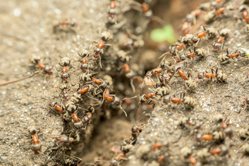 Swarm Of Ants Passing Food Over Abyss Macro