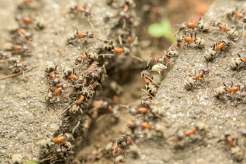 Swarm Of Ants Passing Food Over Abyss Macro