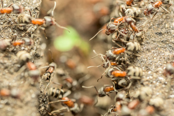 Swarm Of Ants Passing Food Over Abyss Macro
