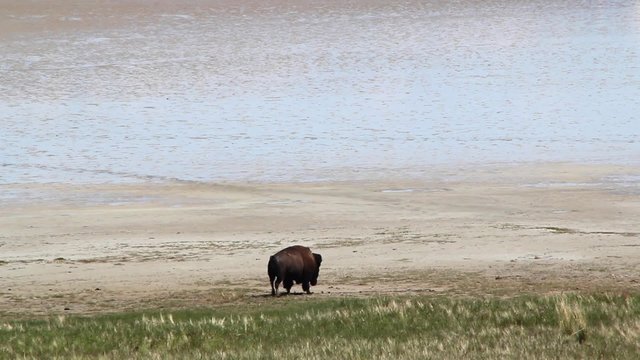 Buffalo walking across desert