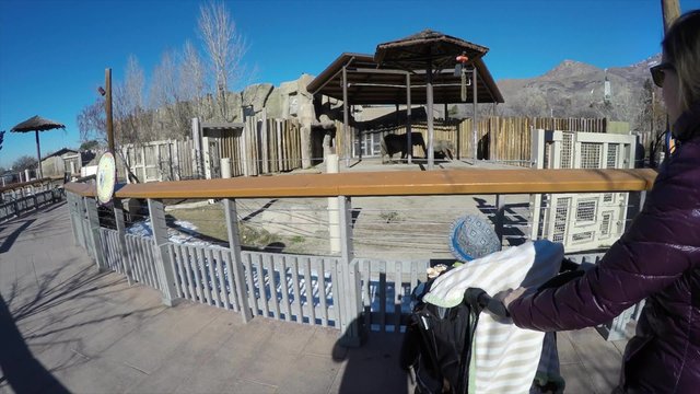 mother pushes boy in stroller at zoo watching elephant