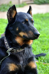 Beauceron dog outside in the courtyard