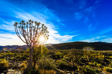 Köcherbaum (Aloe dichotoma), Köcherbaumwald