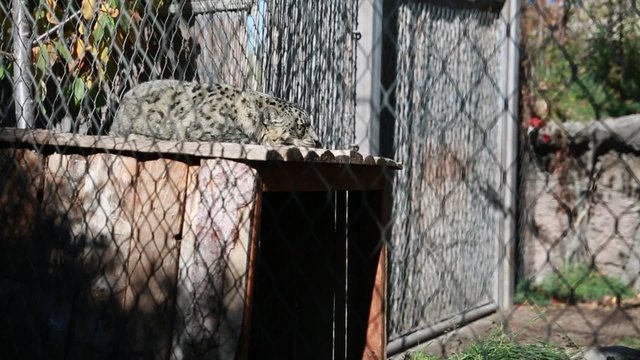 leopard sleeping in zoo