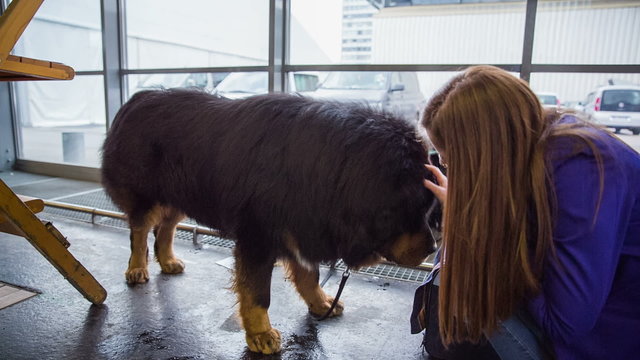 Woman playing with big Tibetan mastif dog