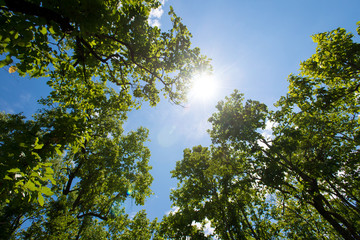 Trees in forest
