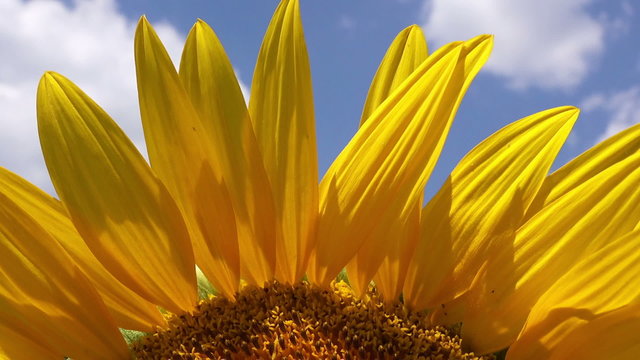 Sunflowers in Agricultural Field on Sunny Summer Day, Beautiful Cultivated Helianthus Plants