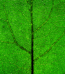 Green Leaf closeup
