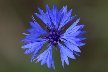 Obraz premium wild flowers in the field