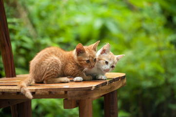 Young cat on the chair