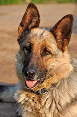 Shepherd dog in the yard