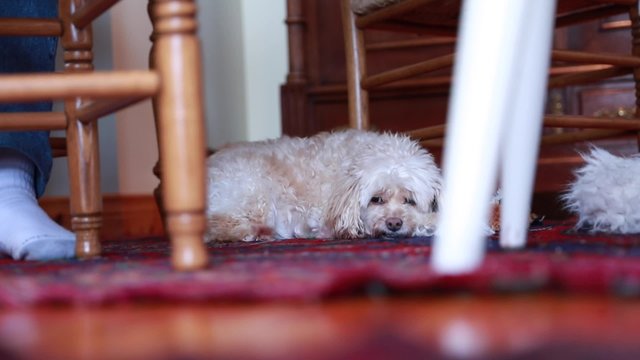 a dog resting on the floor