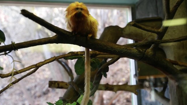 monkeys in captivity in zoo