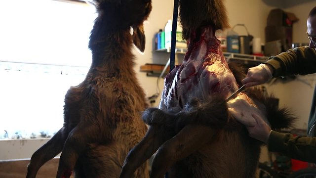 man skinning elk and butchers it for the meat