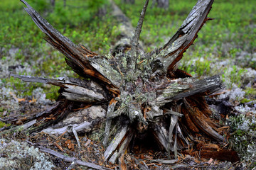 Tree snag on Teutonia Peak Trail