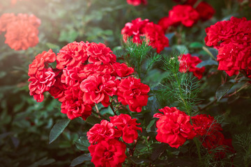 A bunch of red garden roses in sunset
