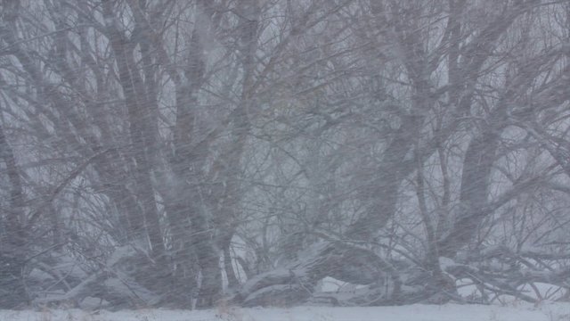 Tree blows in major winter blizzard