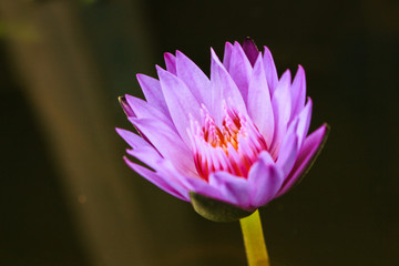 nature lotus