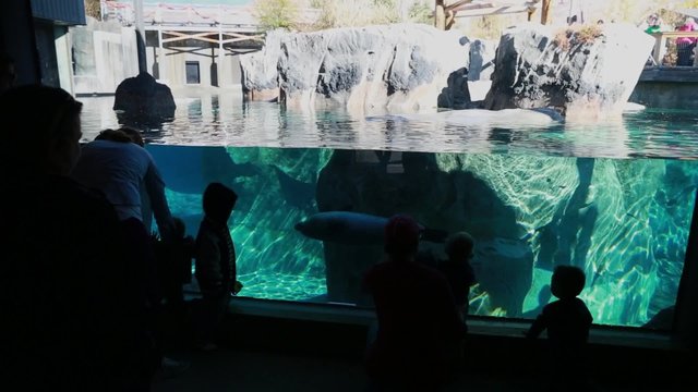 children watching seal in zoo aquarium