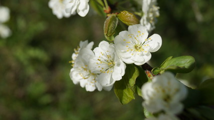 Природа
