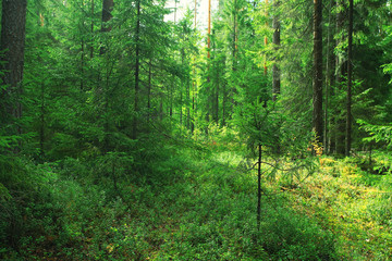 Summer dense forest landscape