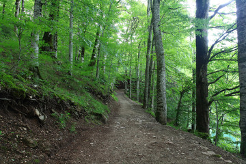 forest landscape in summer europe pine