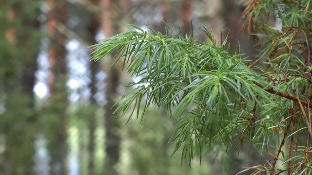 Pine branch with diamond shaped bokeh