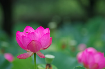 Obraz premium 古代蓮