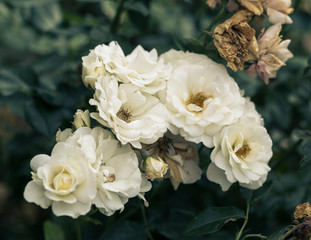 fresh white roses flower