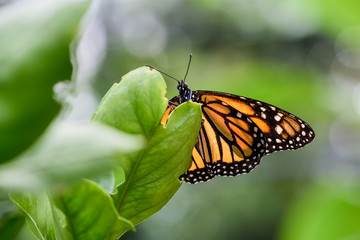 Monarch Butterfly (Danaus plexippus) (male)