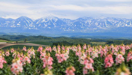 Flower garden at Furano, Hokaido, Japan.