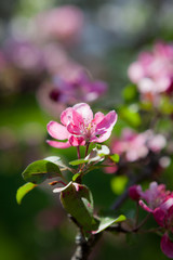 Beautiful apple tree flowers