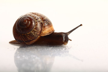 snail macro