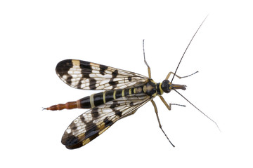 Fototapeta na wymiar Scorpion fly on white background