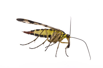 Scorpion Fly on  white background