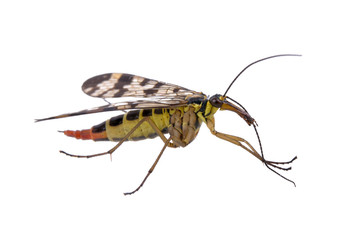 Scorpion Fly on  white background
