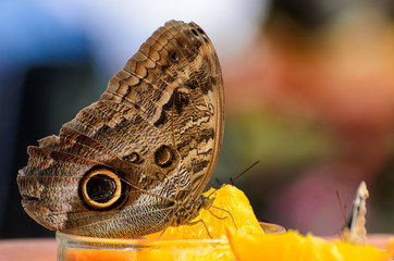 Fototapeta premium Owl Butterfly (Caligo eurilochus, Bananenfalter) sitting on slices of a orange