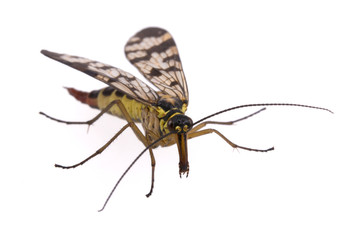 Fototapeta na wymiar Scorpion Fly on white background