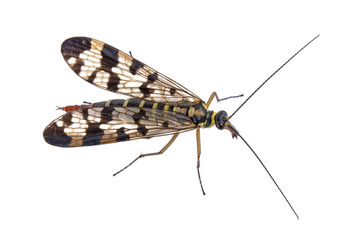 Scorpion fly on  white background