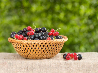 red and black currant in a basket on a background of foliage
