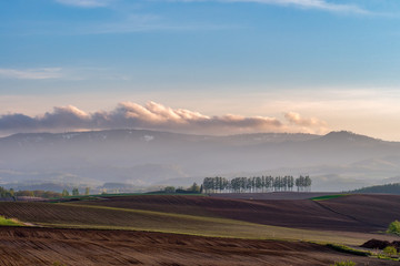 マイルドセブンの丘
