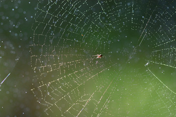 cobweb dew in the forest