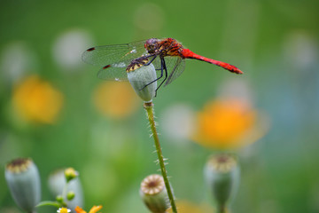 Beautiful dragonfly on the flower