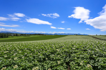Fototapeta na wymiar agriculture at remote area, Hokkaido